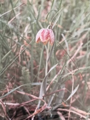 Fritillaria montana