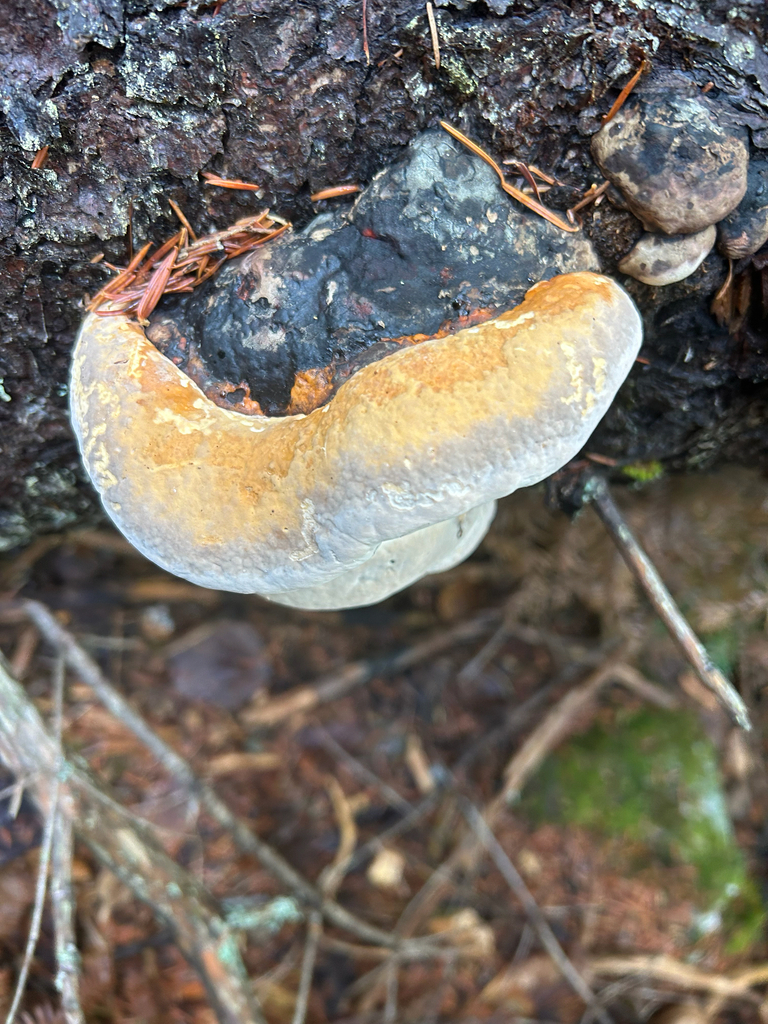 Fomitopsis mounceae · November 2025 · photo: © dhgadd (iNaturalist, cc0)