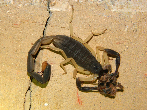 Centruroides fulvipes