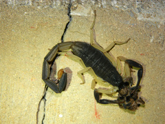 Centruroides fulvipes