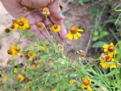 Helenium elegans