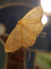 Lambdina pellucidaria