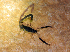 Centruroides fulvipes