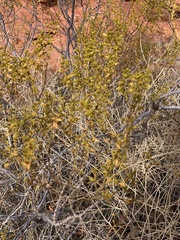 Larrea tridentata