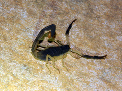 Centruroides fulvipes