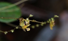 Trichosalpinx spathulata