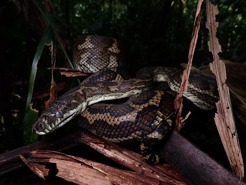 Coastal Carpet Python sighting