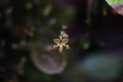 Trichosalpinx spathulata