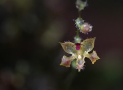 Trichosalpinx spathulata