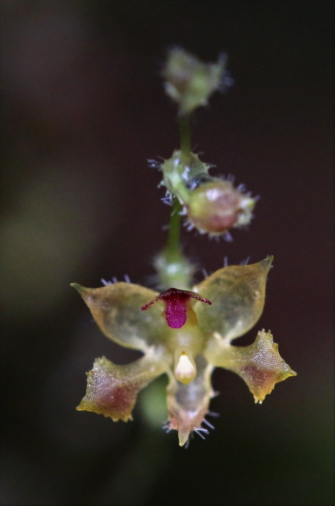 Trichosalpinx pseudolepanthes