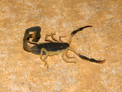 Centruroides fulvipes