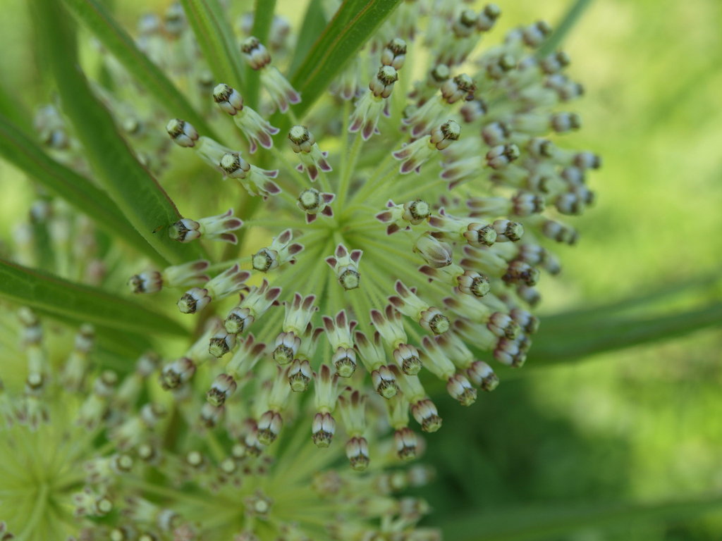 tall green milkweed (Arkansas, Saline) · iNaturalist