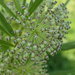 Tall Green Milkweed - Photo (c) Erin Faulkner, some rights reserved (CC BY-NC), uploaded by Erin Faulkner
