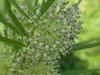 Tall Green Milkweed - Photo (c) Erin Faulkner, some rights reserved (CC BY-NC), uploaded by Erin Faulkner