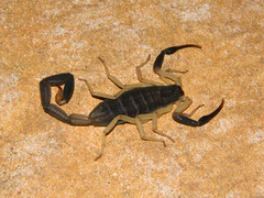 Centruroides fulvipes