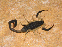 Centruroides fulvipes