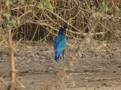 Lamprotornis