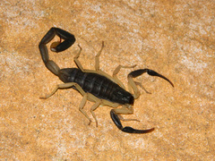 Centruroides fulvipes