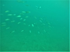 Caranx caballus