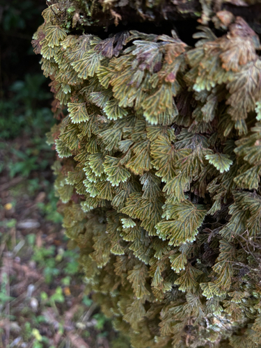 Hymenophyllum obtusum observed 2025-11-01