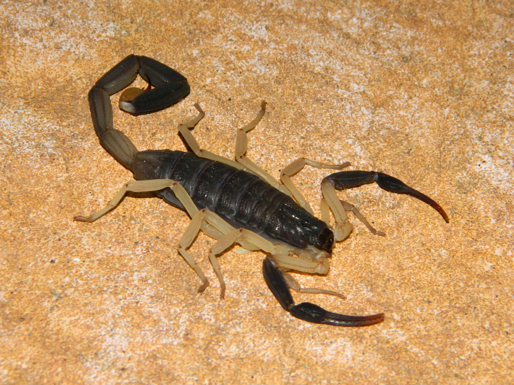 Centruroides fulvipes