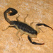 Centruroides fulvipes - Photo (c) Louis Imbeau, some rights reserved (CC BY), uploaded by Louis Imbeau