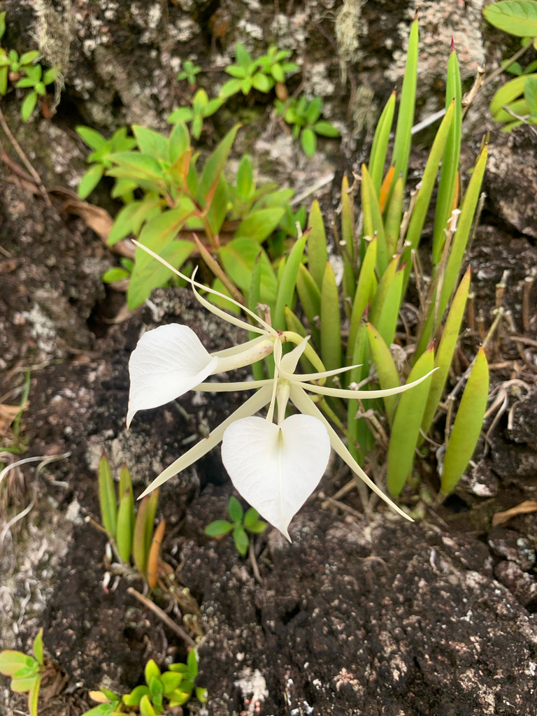 Brassavola nodosa