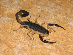 Centruroides fulvipes