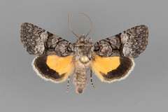 Pseudanarta flavidens