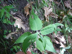 Monarda fistulosa fistulosa