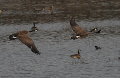 Branta canadensis