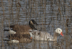 Anser caerulescens