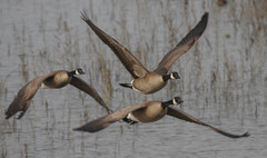 Branta canadensis