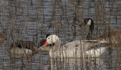 Anser caerulescens