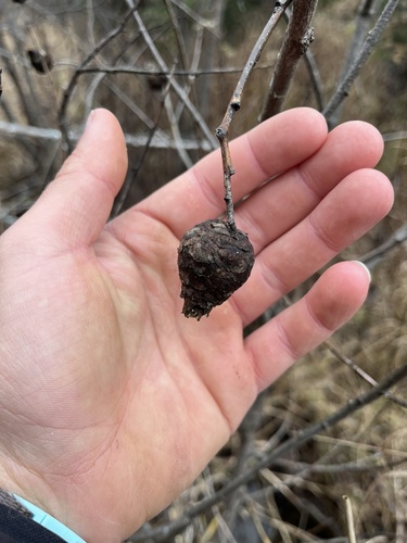 Unknown species found near Lake County, MN, USA