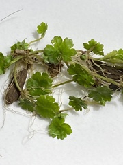 Geranium lucidum