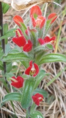 Castilleja scorzonerifolia