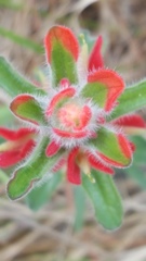 Castilleja scorzonerifolia