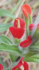 Castilleja scorzonerifolia