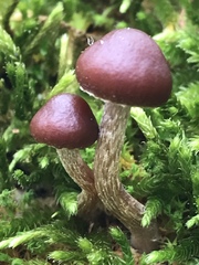 Hypholoma brunneum
