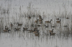 Branta canadensis