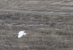 Ardea alba
