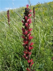 Pontechium maculatum