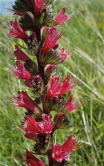 Pontechium maculatum