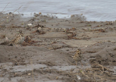 Passerculus sandwichensis