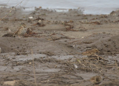 Passerculus sandwichensis