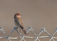 Haemorhous mexicanus