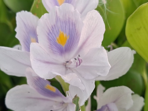 common water hyacinth