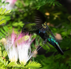 Eulampis holosericeus