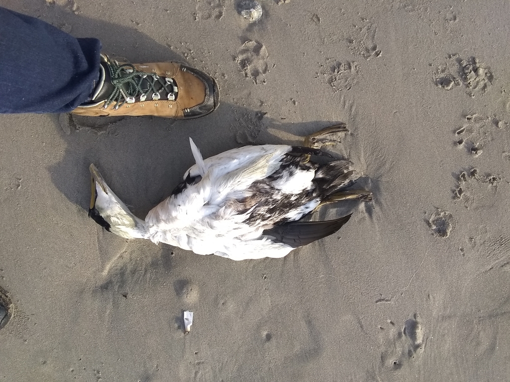 Dresser's Common Eider from Swampscott, MA 01907, USA on December 29